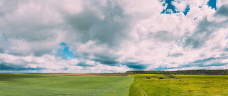 Countryside Rural Field Landscape With Young Wheat Sprouts In Spring Summer Cloudy Day. Agricultural...