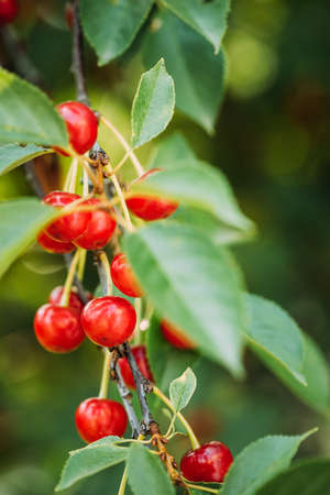 Red Ripe Berries Prunus subg. Cerasus on tree In Summer Vegetable Gardenの写真素材