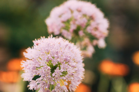 Decorative Allium Onion Blossomed White Flowers In Garden
