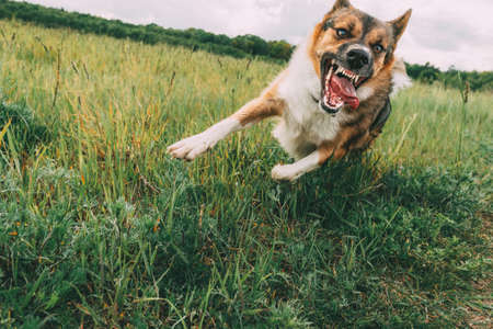 Angry Aggressive Mad Dog Running Outdoors In Green Meadow On Cameraの写真素材
