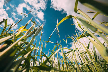 Bottom View Countryside Rural Wheat Field Meadow Landscape In Summer Sunny Day. Scenic Sky With Cloudsの写真素材