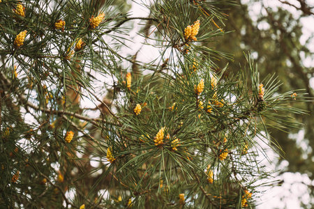 Fresh Small Spring Cones On Pine Tree In Forest