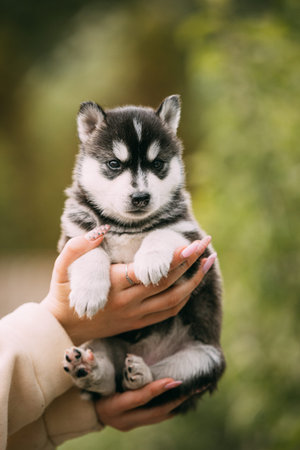 Four-week-old Husky Puppy Of White-gray-black Color Sitting In Hands Of Ownerの写真素材