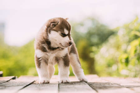 Four-week-old Husky Puppy Of White-brown Color Standing On Wooden Ground With Closed Eyesの写真素材