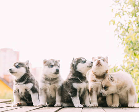 Five Four-week-old Husky Puppy Of White-gray-black-brown Color Sitting On Wooden Ground Togetherの写真素材