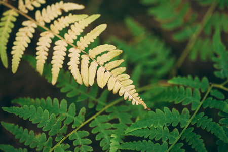 Wild Fern Dry And Green Leaves In Forest