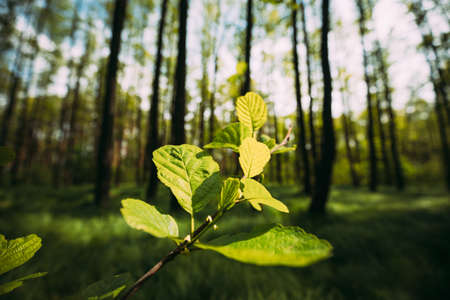 Growing Small Young Branch With Spring Green Leaves. Fresh Vegetation. Summer Sunny Day. Wide Angleの写真素材