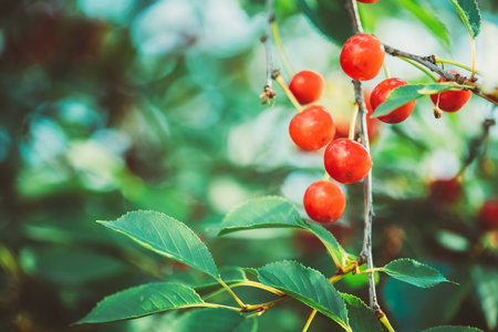 Red Ripe Berries Prunus subg. Cerasus on tree In Summer Vegetable Garden