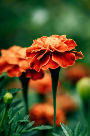 Red Flowers Of Tagetes Plant In Garden Bed. Medicinal Plantの写真素材