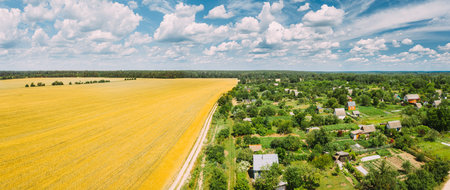 Countryside Rural Landscape With Small Village, Gardens And Yellow Wheat Field In Spring Summer Day....