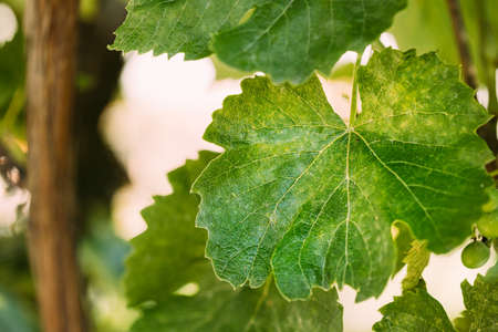 Powdery Mildew On Leaves Of Grape. Plant Disease. Bad Harvestの写真素材