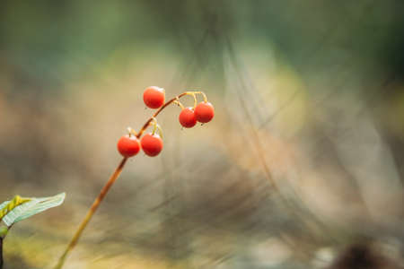 Red Berries Of Lily Of Valley Plant In Autumn Forest. Poisonous Berryの写真素材