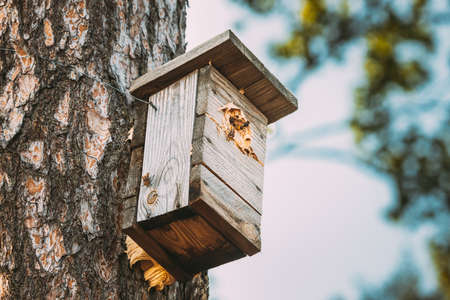 European Hornets Have Occupied Whole Birdhouse With Their Nestの写真素材