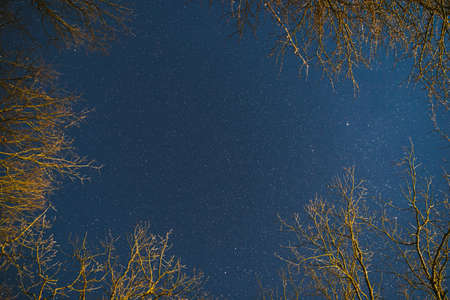 Night Sky Stars Above Oak Trees Branches In Early Spring. Natural Starry Sky Above Woods. Night Sky Backgroundの写真素材