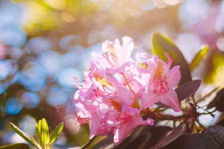 Blooming Pink Flowers of Rhododendron catawbiense In Spring Garden.の写真素材