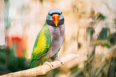 Lord Derbys Parakeet Or Psittacula Derbiana, Also Known As Derbyan Parakeet. Wild Bird