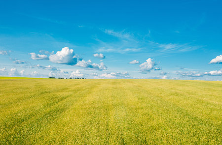 Aerial View Of Agricultural Landscape With Green Young Wheat Spring Field. Beautiful Rural Landscape...