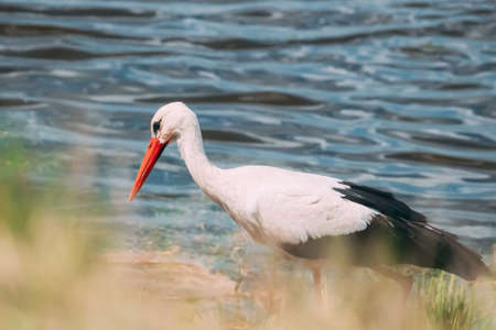 Adult European White Stork Standing In Green Grass Near River Or Lakeの写真素材