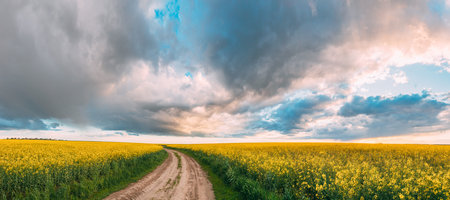 Elevated View Dramatic Sky With Fluffy Clouds On Horizon Above Rural Landscape Blooming Canola Colza...