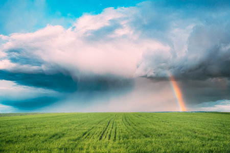 Countryside Rural Field Meadow Landscape In Summer Cloudy Day. Scenic Sky With Fluffy Clouds And...