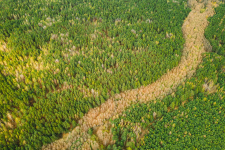 Spring Season. Aerial View Of Deciduous Trees Without Foliage Leaves And Green Pine Forest In...