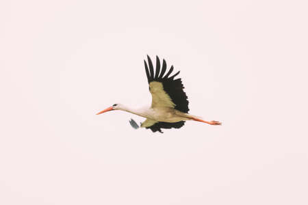 Adult European White Stork Flies In Sky. Ciconia Ciconia.の写真素材