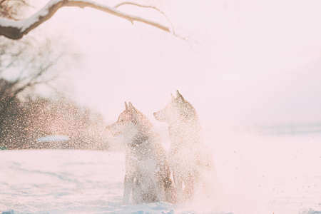 Two Siberian Husky Dogs Shrouded In Flying Snow Particles. Dogs Sitting Together Outdoor In Snowy Park At Sunny Winter Day. Pet Outdoors At Winter Seasonの写真素材