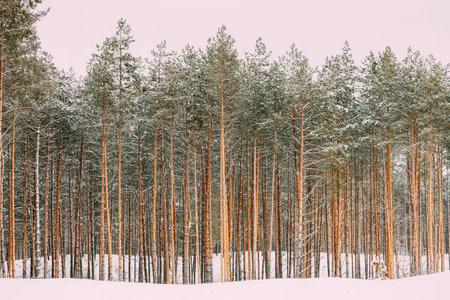 Winter Snowy Coniferous Forest Landscape Background