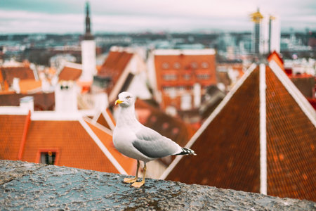 Tallinn, Estonia. White Hat Beckoning Seagull On Background Old Townの写真素材