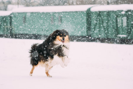 Funny Shetland Sheepdog, Sheltie, Collie Dog Playing And Fast Running Outdoor In Snow, Snowdrift. Winter Season. Playful Pet Outdoorsの写真素材