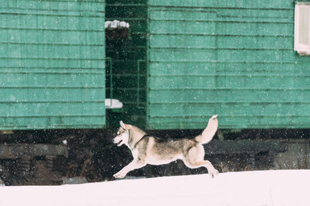 Young Husky Dog Play, Fast Funny Running Outdoor In Snow, Snowdrift Near Railway Carriage. Pet Play...