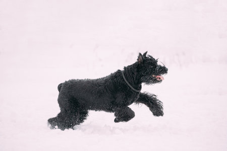 Funny Young Black Giant Schnauzer Or Riesenschnauzer Dog Walking Outdoor In Snow Snowdrift At Winter Snowy Day. Playful Pet Outdoorsの写真素材
