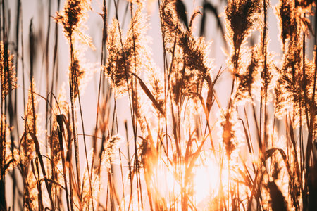 Beautiful Dry Grass In Sunset Sunlight. Sun Shining. Sunshine And Wild Plants. Nature At Sunriseの写真素材