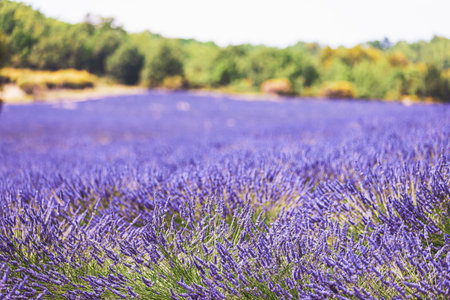 Blooming Bright Purple Lavender Flowers In Provence, France. Summer Seasonの写真素材