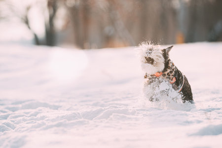 Funny Miniature Schnauzer Dog Or Zwergschnauzer In Outfit Playing Fast Running In Snow Snowdrift At Winter Dayの写真素材