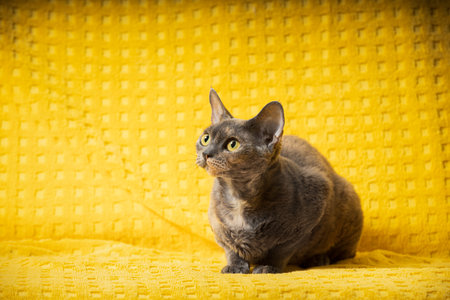 Young Gray Grey Devon Rex Cat Sitting. Short-haired Cat Of English Breed On Yellow Plaid Background. Shorthair Pet Cat Looking Up. Copy Spaceの写真素材