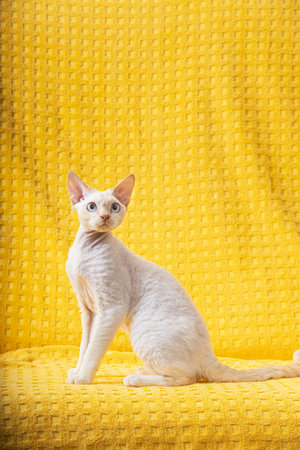 White Devon Rex Kitten Kitty. Short-haired Blue-eyed Cat Of English Breed On Yellow Plaid...