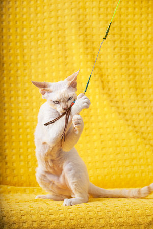 White Devon Rex Kitten Kitty Playing With Feather Toy. Short-haired Cat Of English Breed On Yellow...