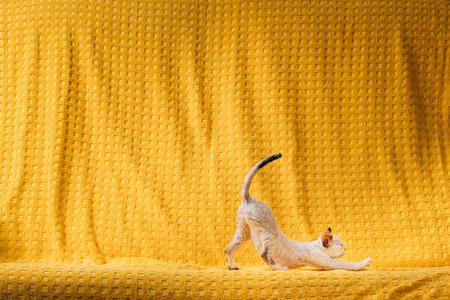 Happy Funny Small Little White Devon Rex Kitten Kitty Stretches On Yellow Plaid Background. Short-haired Cat Of English Breed. Shorthair Pet Catの写真素材