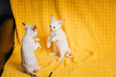Two Funny Small Little White Devon Rex Kittens Kitty Cats Play Together On Yellow Plaid Background. Short-haired Cat Of English Breed. Shorthair Pet Catの写真素材