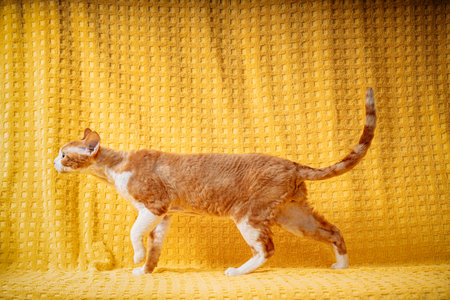 Funny Red Ginger Devon Rex Cat Posing On Plaid. Short-haired Cat Of English Breed On Yellow Plaid Background. Shorthair Petの写真素材