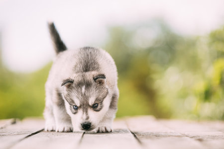 Four-week-old Husky Puppy Of White-gray Color Sitting On Wooden Ground And Sniffs Itの写真素材