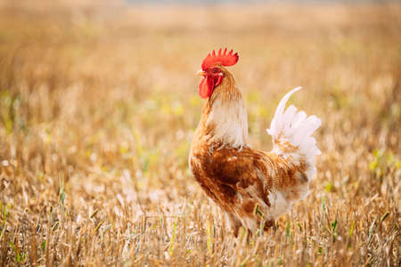 Red Chicken Rooster Hen Walking In Straw Fieldの写真素材