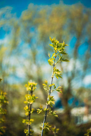 Young Spring Green Leaf Leaves Growing In Branches Of Forest Bush Plant Tree. Young Leaf In Sunlight On Boke Bokeh Natural Blur.の写真素材