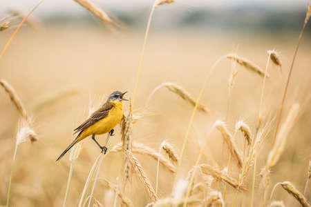 Western Yellow Wagtail. Motacilla Flava Is A Small Passerine In The Wagtail Family Motacillidae, Which Also Includes The Pipits And Longclaws. This Species Breeds In Much Of Temperate Europe And Asia. Belarus.の写真素材
