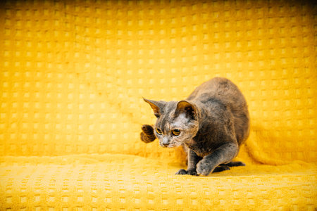 Curious Young Adult Gray Grey Devon Rex Cat. Short-haired Cat Of English Breed On Yellow Plaid...