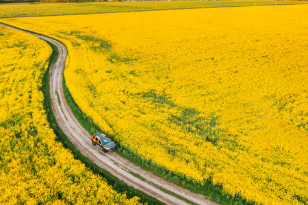Aerial View Of Car SUV Parked Near Countryside Road In Spring Field Rural Landscape. Flowering Blooming Rapeseed, Oilseed In Field Meadow In Spring Season. Blossom Of Canola Yellow Flowersの写真素材