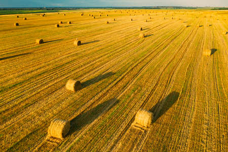 Aerial View Of Summer Hay Rolls Straw Field Landscape In Evening. Haystack, Hay Roll in Sunrise Timeの写真素材