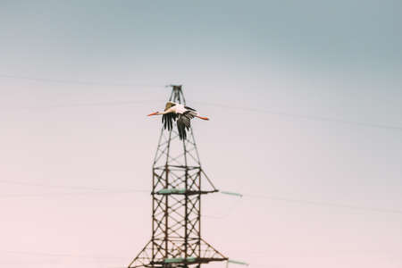 Adult European White Stork Flies Against Power Lines. Ciconia Ciconia.の写真素材