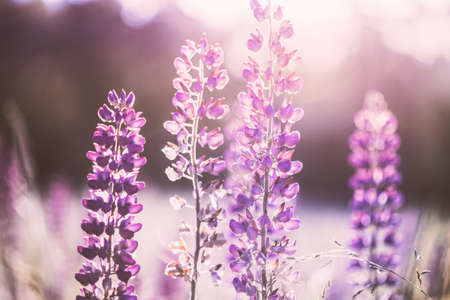 Wild Flowers Lupine In Summer Meadow At Sunset Sunrise. Lupinus, Commonly Known As Lupin Or Lupine, Is A Genus Of Flowering Plants In Legume Family, Fabaceaeの写真素材
